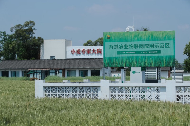 智慧农业物联网示范区。孔继红供图