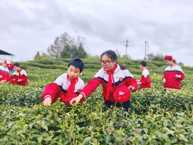 孩子们正在采茶。旺苍县融媒体中心供图