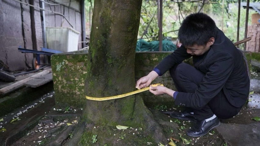 测量树围。潘政吉摄