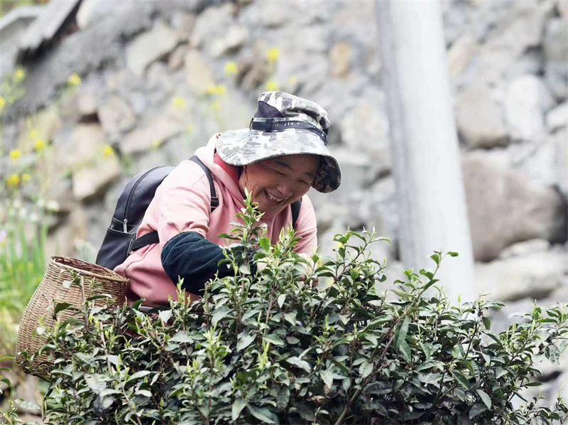 当地群众在采春茶。广元市融媒体中心供图