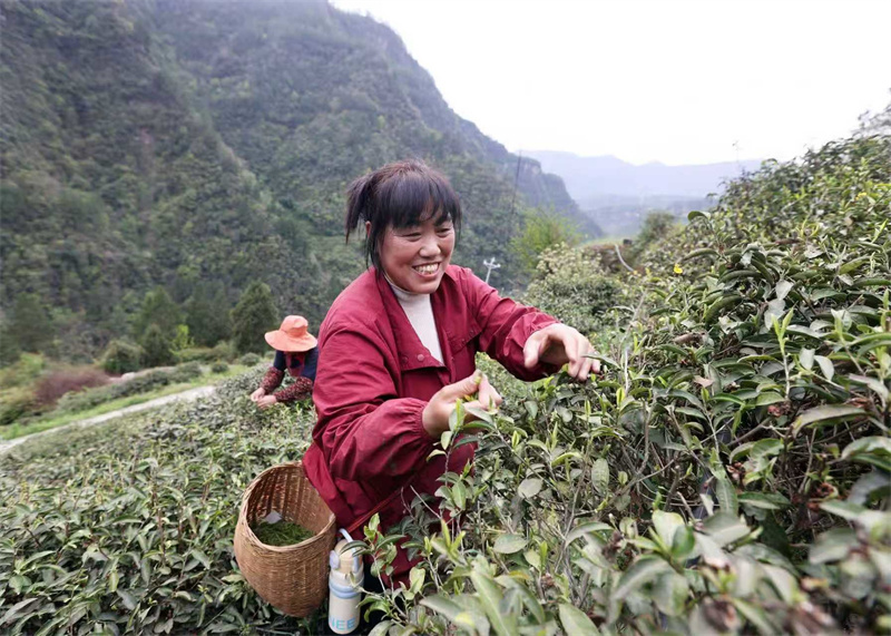 当地群众在采春茶。广元市融媒体中心供图
