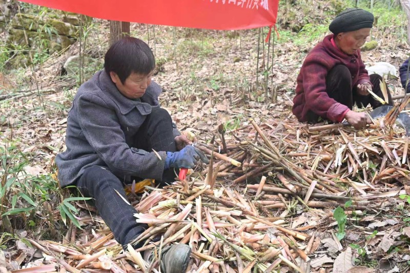 村民现场剥竹笋。朝天区融媒体中心供图