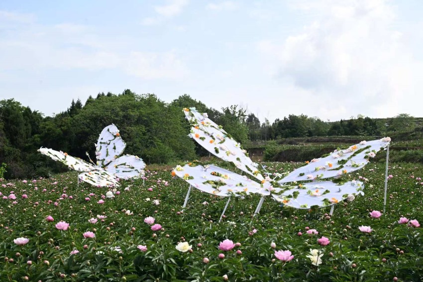 芍药花开得正艳。中江县委宣传部供图