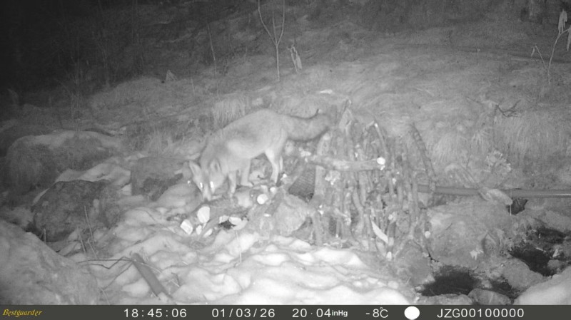 赤狐。九管局供图