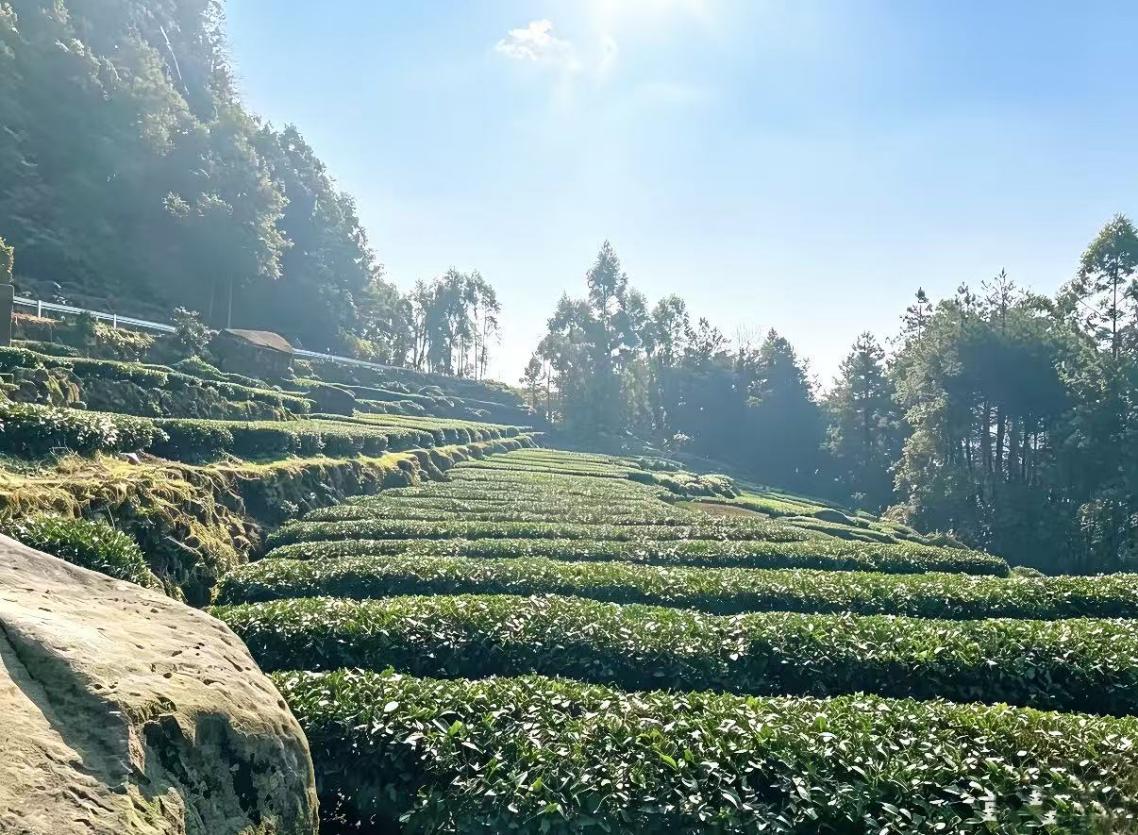 金融活水润泽自贡茶山。工行四川省分行供图