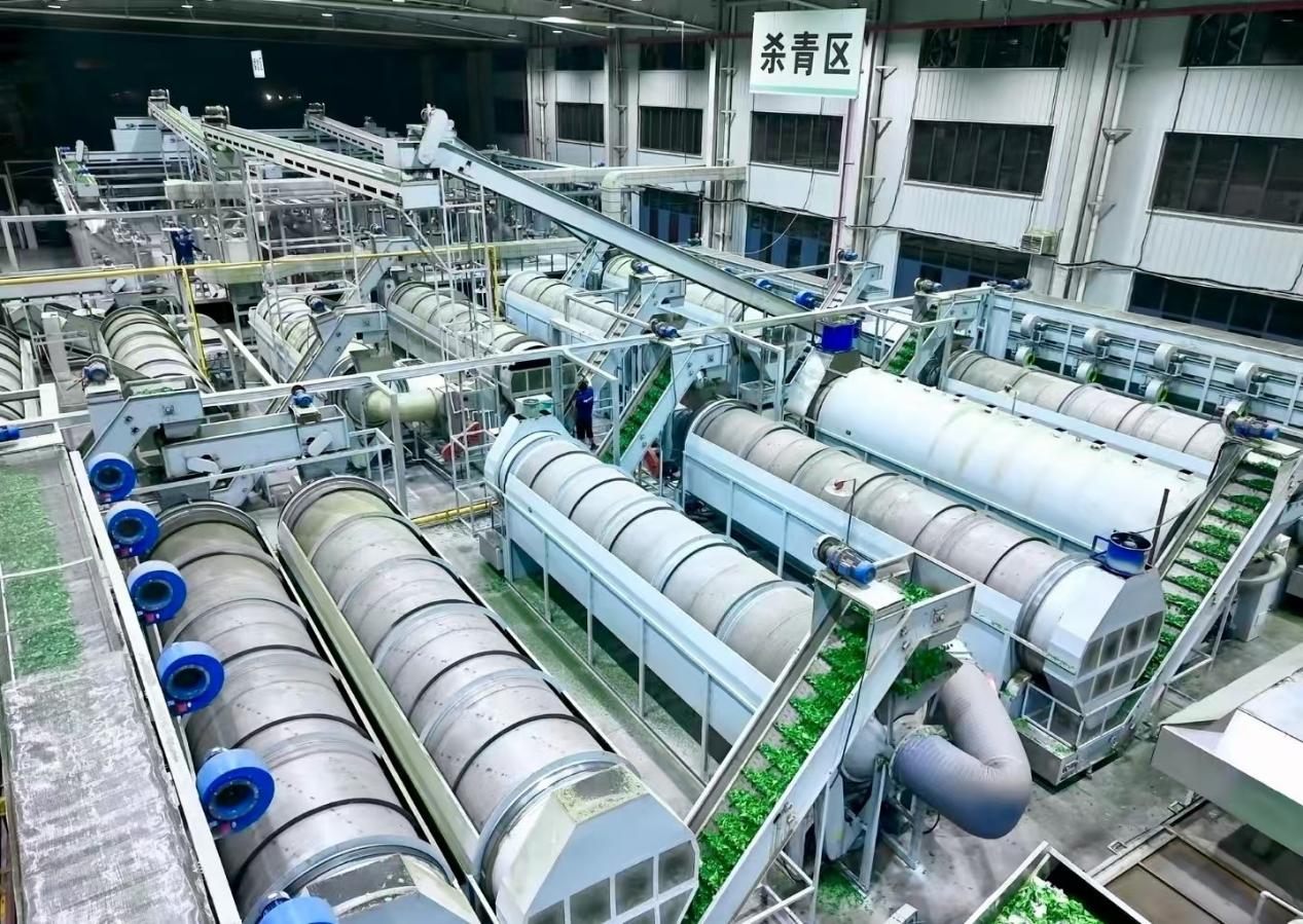 金融赋能宜宾茶业标准化生产——杀青区。工行四川省分行供图
