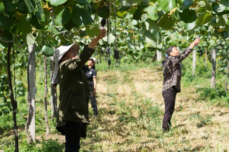 猕猴桃授粉。苍溪县融媒体中心供图