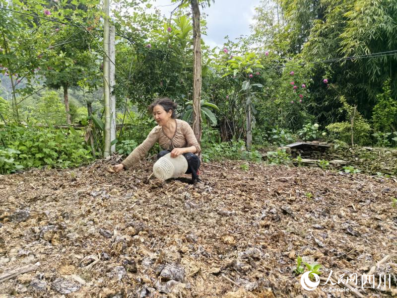村民龙基敏在介绍废弃菌棒铺垫方法。李常有摄