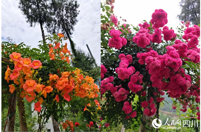 用废弃厚朴菌棒培育出来的鲜花。李常有摄