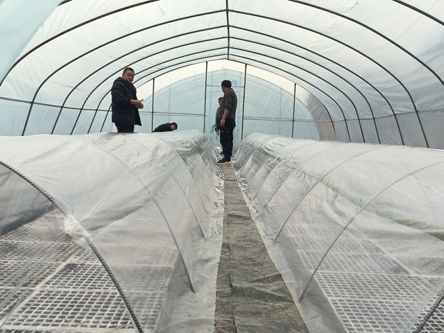 剑门关镇双鱼苗点开展双层棚育苗试点。剑阁县烟草专卖局供图
