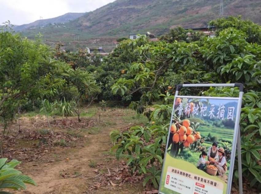 村子里推出了采摘体验。杨然旺摄