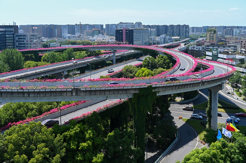 2026年5月4日，四川省成都市，二环高架永丰立交上的三角梅和月季盛开   成都商报-成都发布记者 王勤 摄影_processed