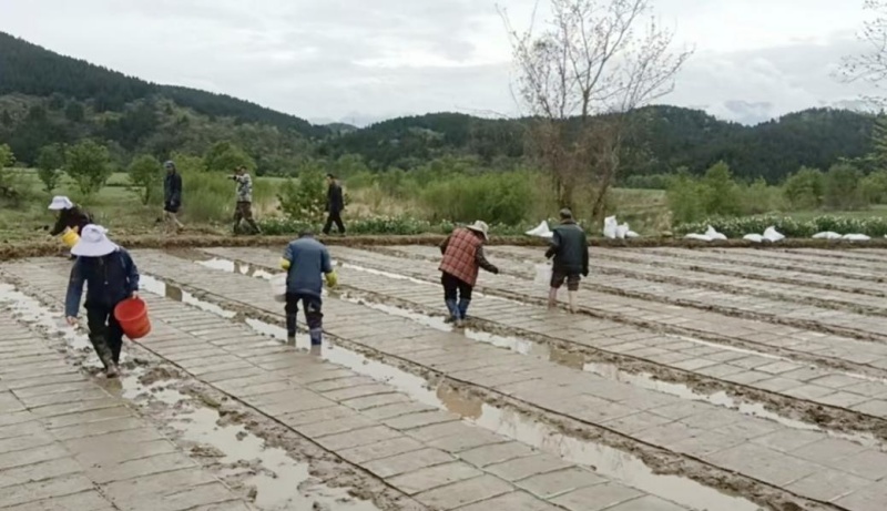 江油市粮油制种基地项目正在开展育秧工作。农发行四川省分行供图