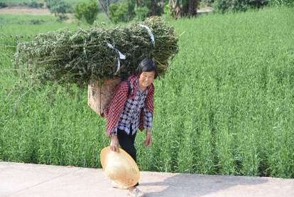 销售益母草的村民。荣县融媒供图