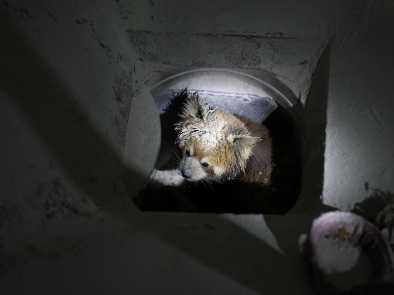 小熊猫躲在角落。康定市委宣传部供图