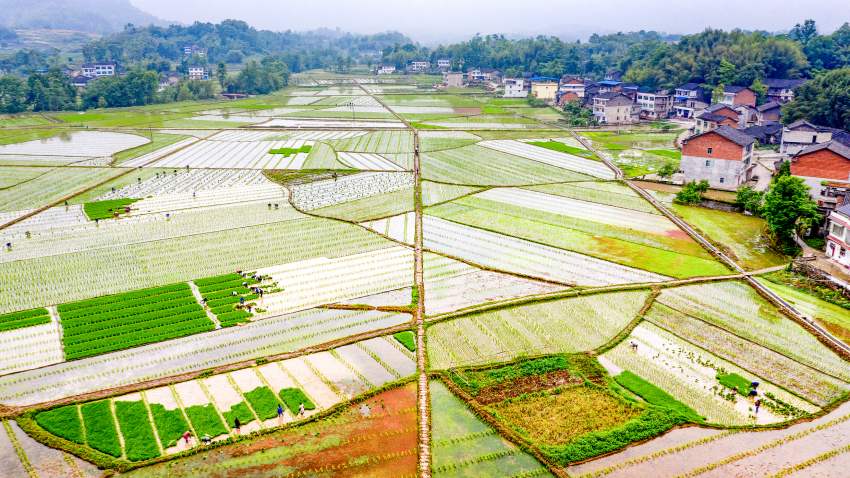 杂交水稻制种基地育苗移栽现场。曹芮铭摄