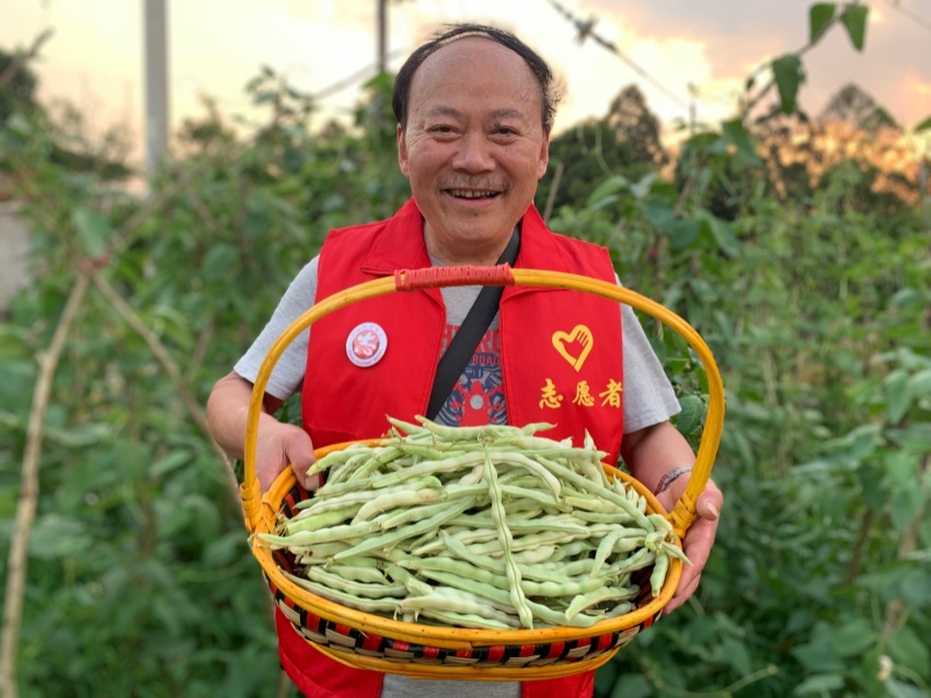 志愿者胡勇后采摘的四季豆。余文摄