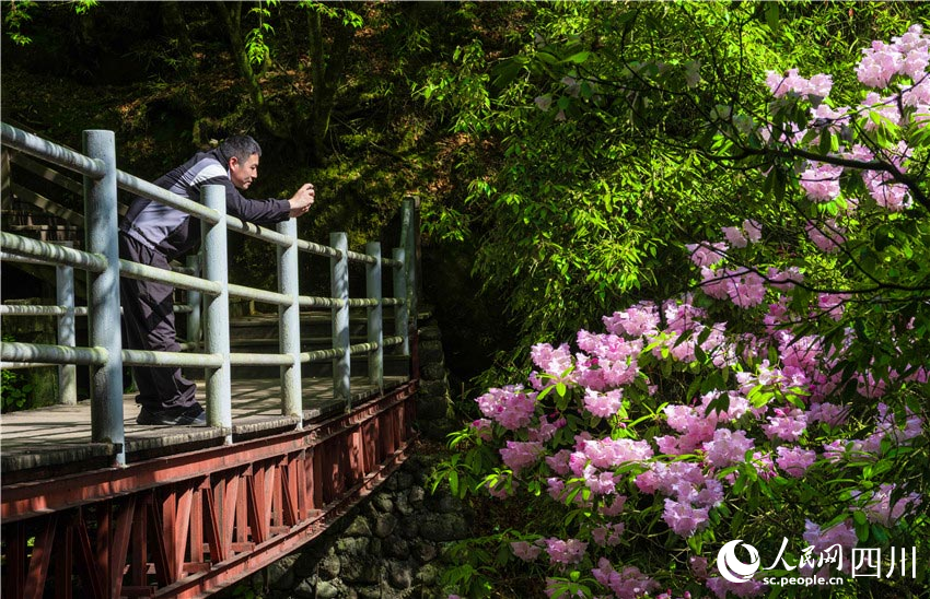 一树繁花美玉积。付海旭摄