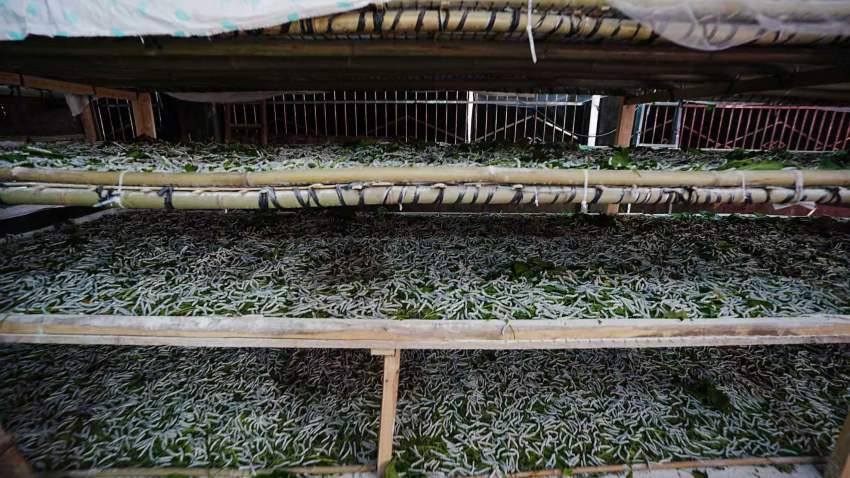 蠶房竹架上，春蠶正啃食新鮮桑葉。吳奇攝