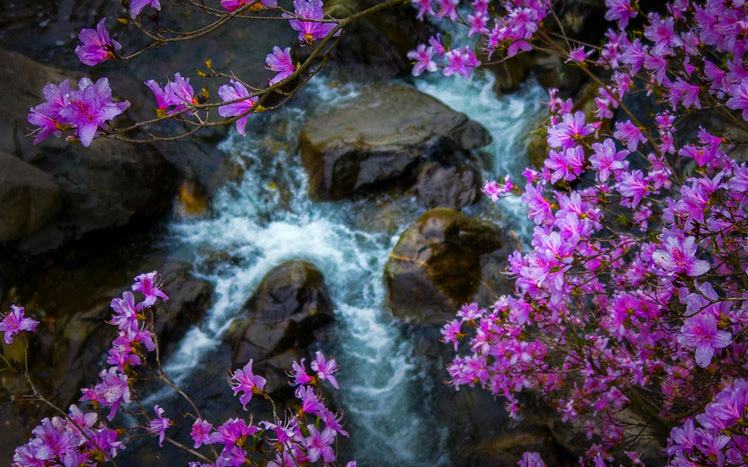 嶺上開滿杜鵑花！光霧山迎來絢爛賞花季