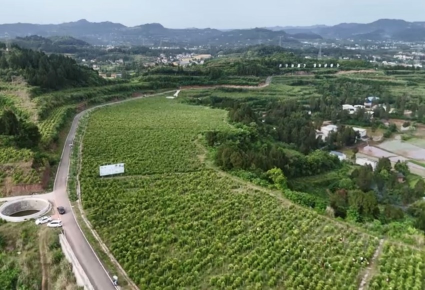 仪陇县赛金镇金银花基地。好医生集团供图