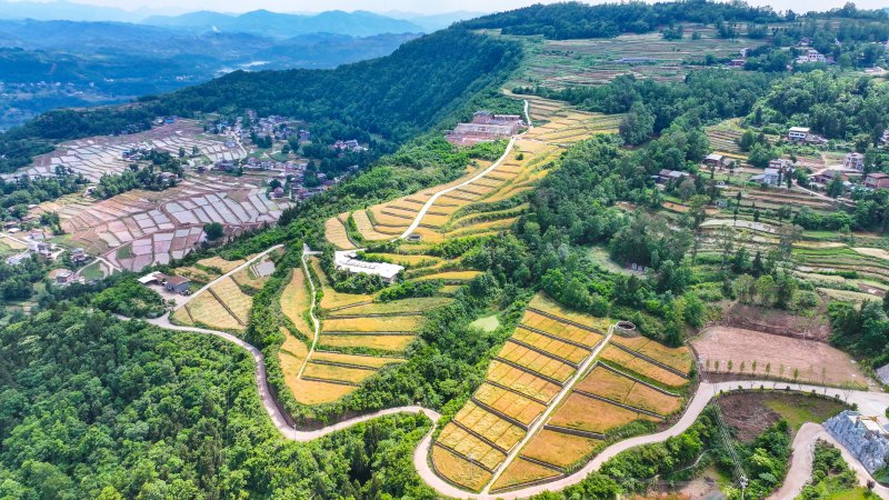 清溪鎮白鶴嶺四良集成增效示范基地。宣漢縣委宣傳部供圖