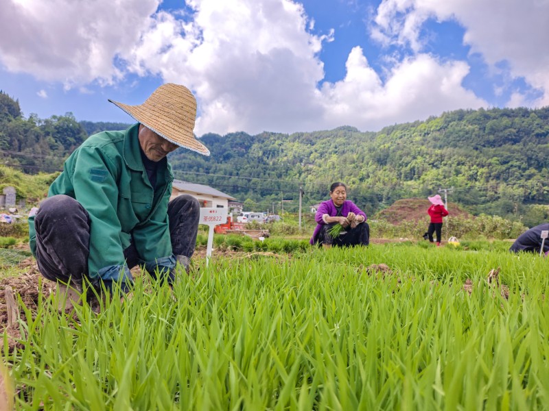 村民在分揀秧苗。宣漢縣委宣傳部供圖