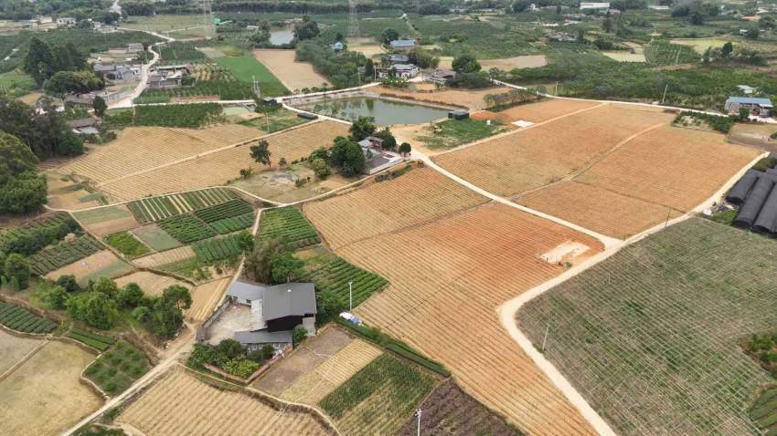 “甘蔗哥”的甘蔗种植基地。罗维摄