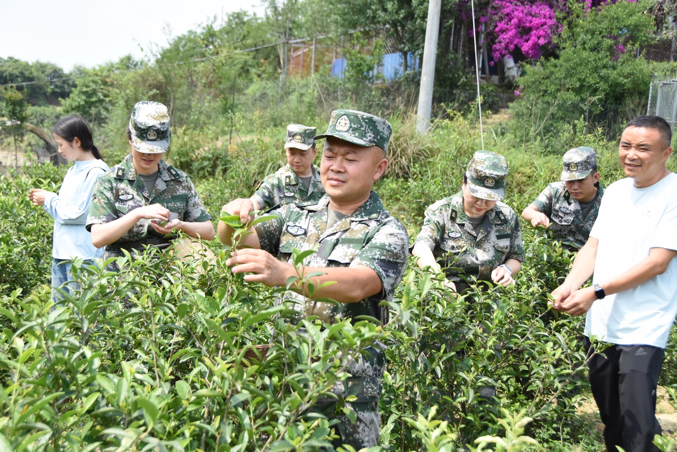 志願者採茶。榮縣退役軍人事務局供圖