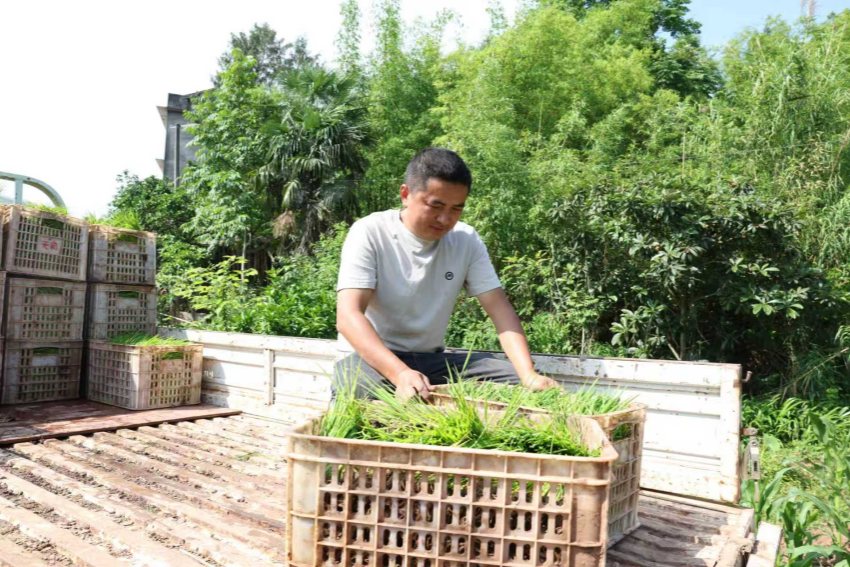 王建在检查水稻秧苗。闫凯摄