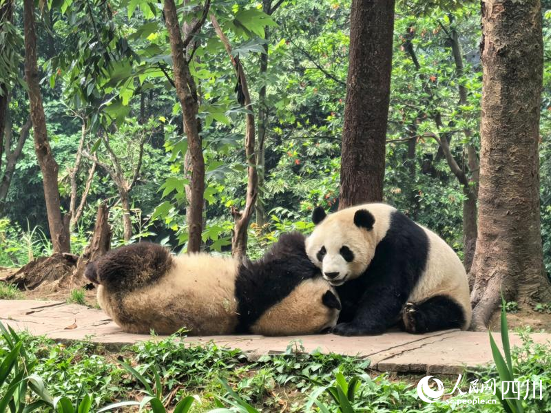 两只大熊猫正在打闹。人民网 袁曼倪摄