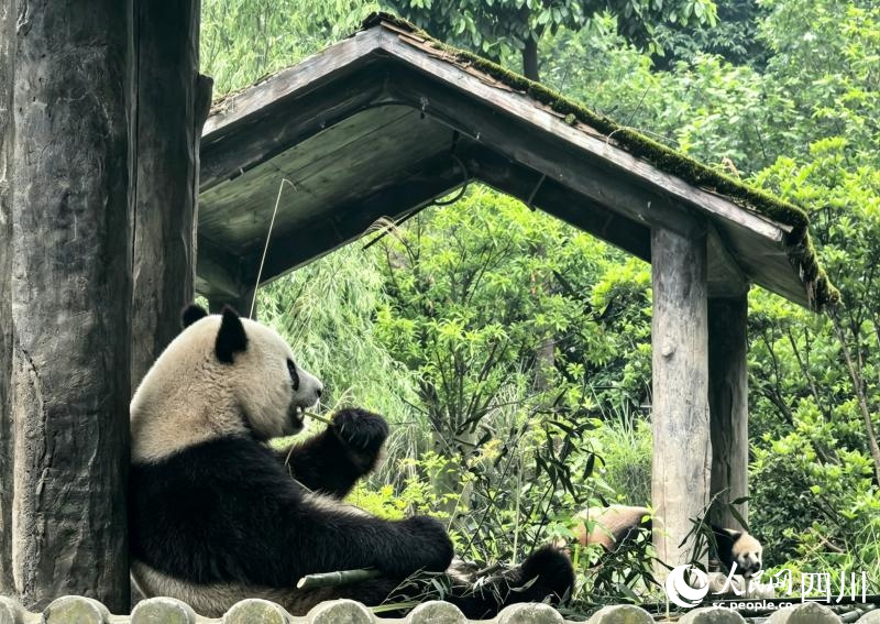 正在进食的大熊猫。人民网 袁曼倪摄