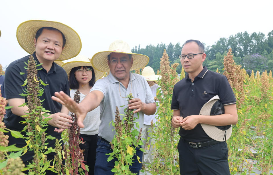 中玻双方专家在崇州的藜麦种质资源基地考察。校方供图