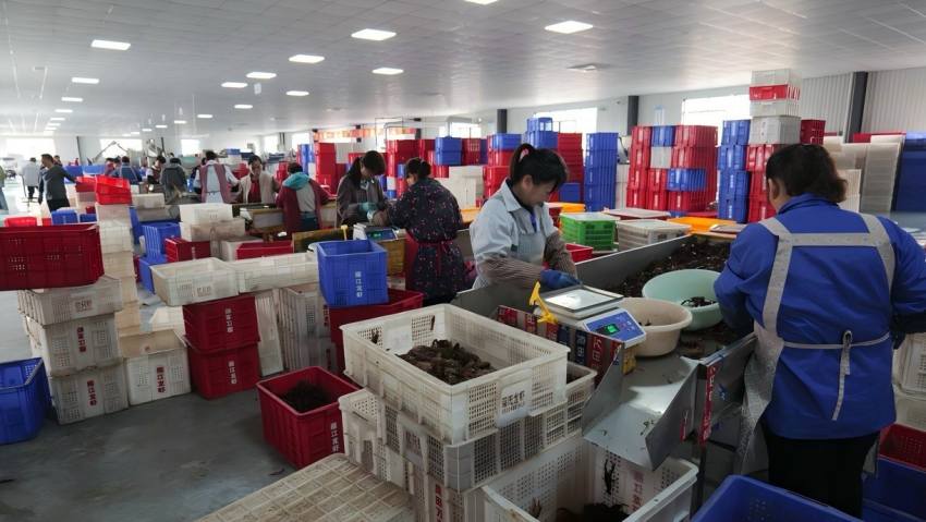 中和镇小龙虾集散中心分拣收购现场。受访者供图