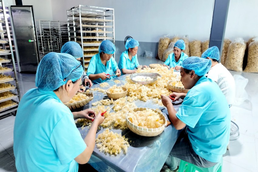 在通江嘉祐农业发展投资有限公司收购加工车间内，工作人员对段木银耳进行品级分级。通江县委宣传部供图