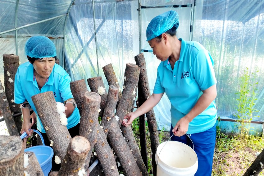 在陈家坝村银耳种植大棚耳农采收鲜耳。通江县委宣传部供图