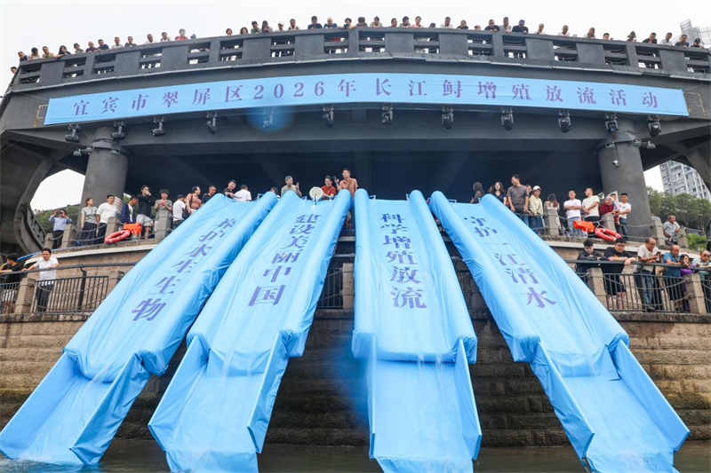 翠屏区2026年长江鲟增殖放流活动现场。翠屏区融媒体中心供图