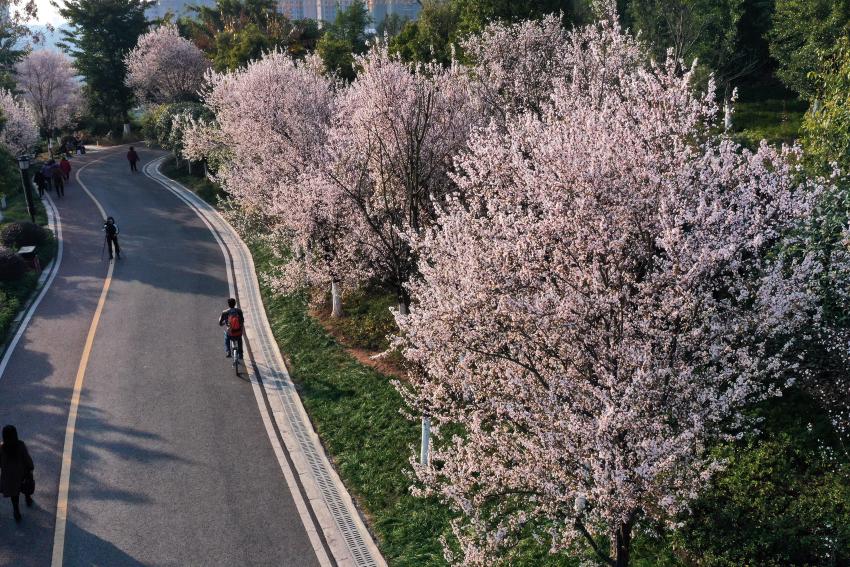 市民在内江塔山公园踏青赏花。内江市委宣传部供图