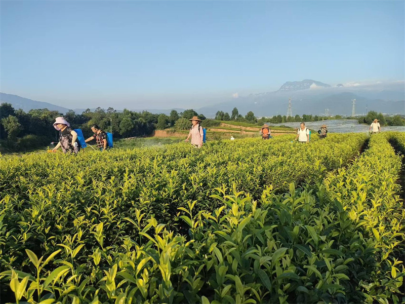 峨眉山市桂花桥镇庙稿村推行茶园标准化管护，助力村集体增收。乐山市委组织部供图