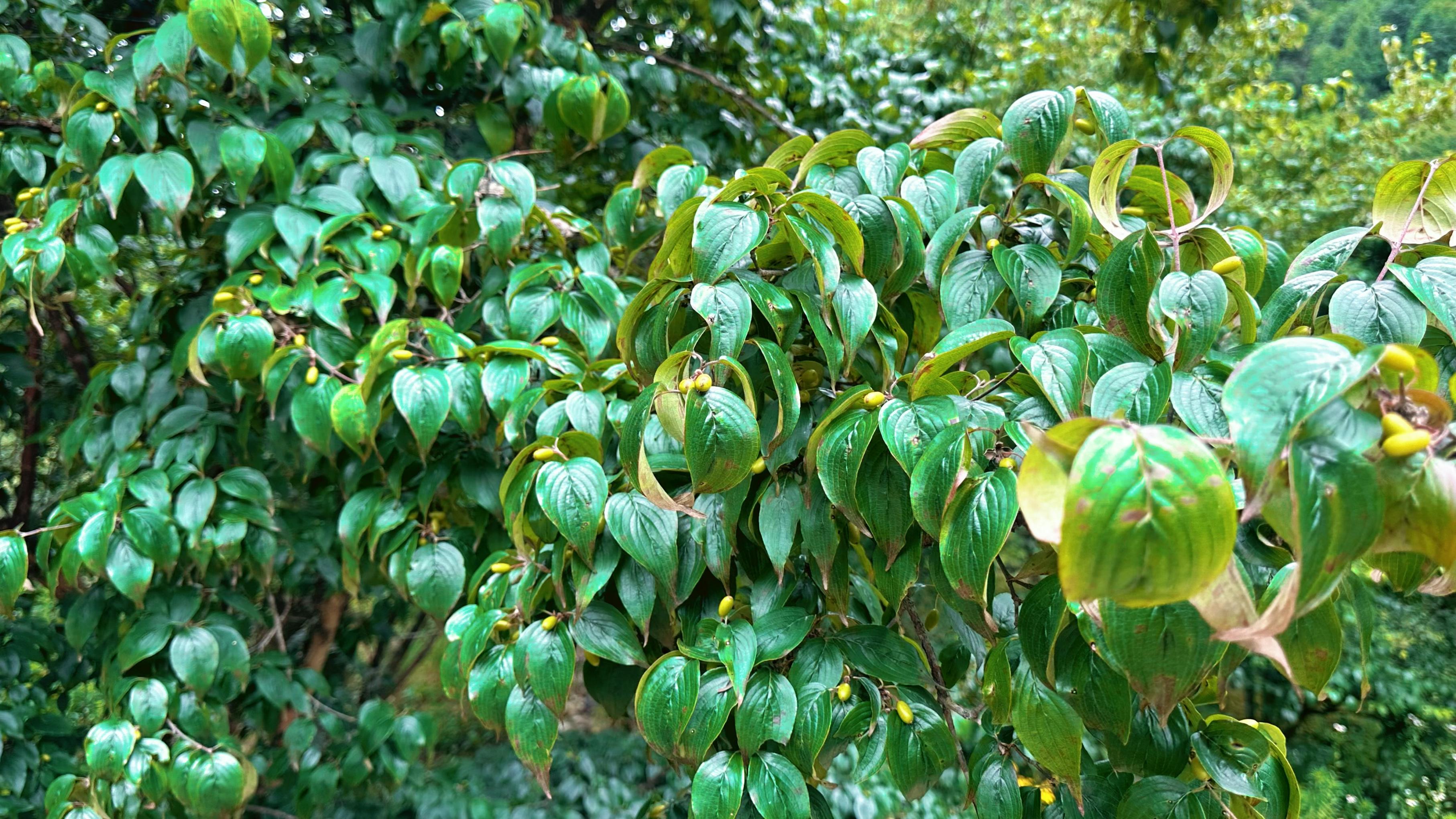 山茱萸种植产地。人民网记者 王绍绍摄