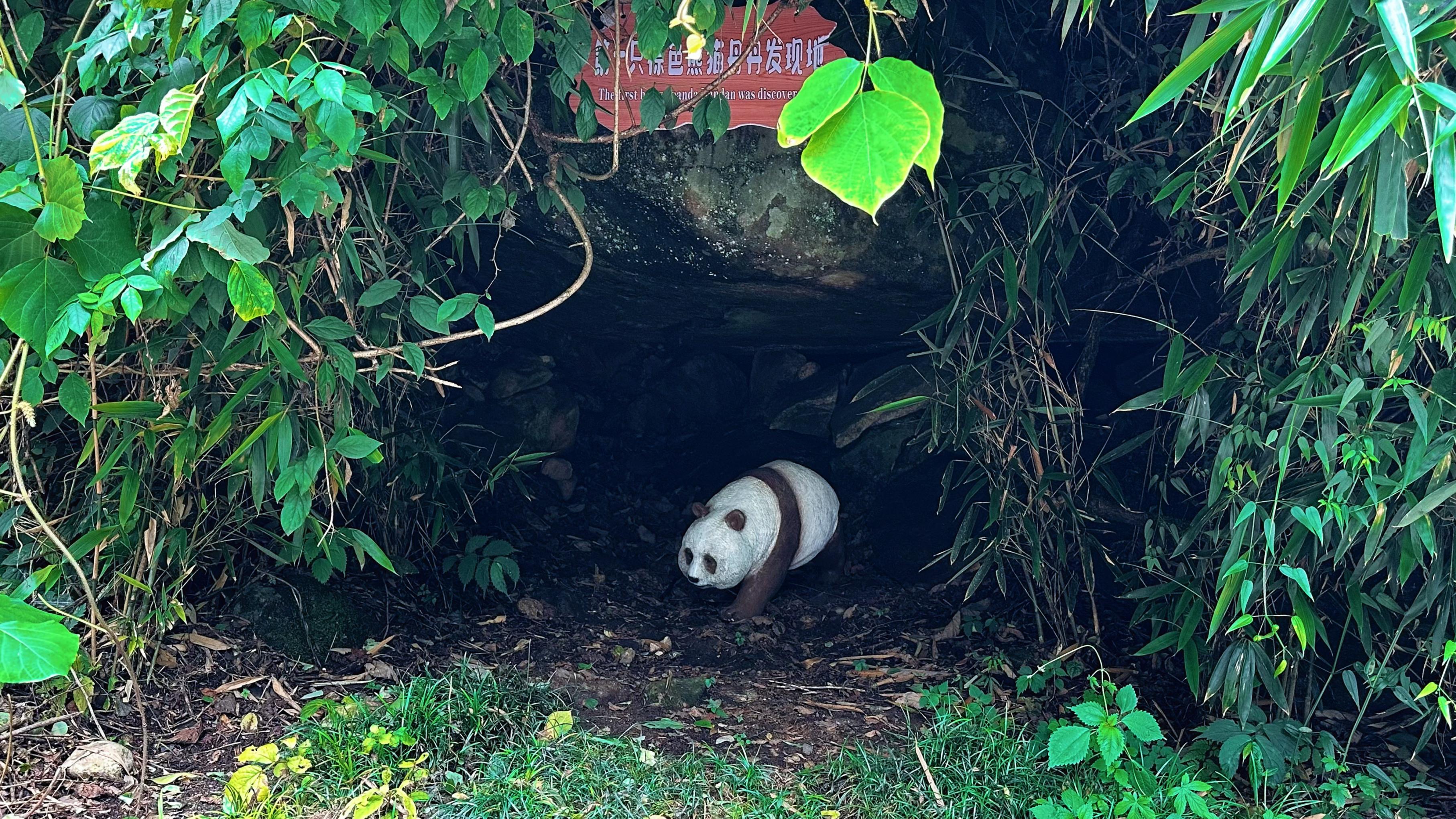 大古坪村棕色大熊猫“丹丹”发现地。人民网记者 王绍绍摄