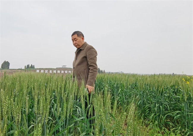 伍燕翔前往翠屏区（省级）现代粮油园区产看小麦长势。宜宾市退役军人事务局供图