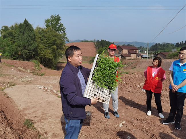 伍燕翔在白花镇白安社区讲解高粱移栽技术。宜宾市退役军人事务局供图