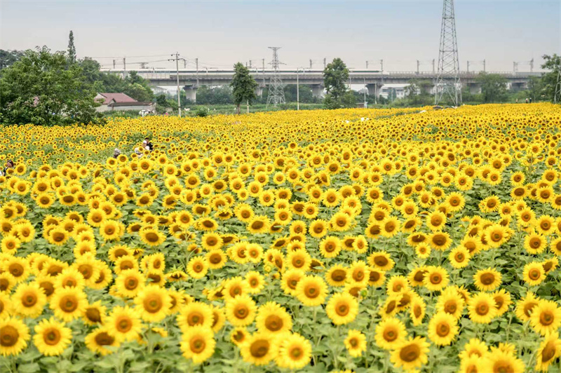 盛开的葵花。何小米供图