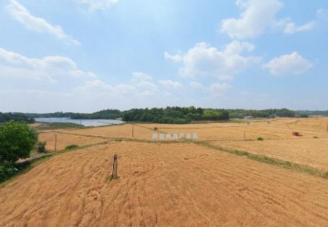 成都东部新区千亩田园遍地“金” ，良田绘就丰收景5月9日，成都东部新区天气晴好，海螺粮油产业园的小麦迎来了丰收的时刻，金黄的麦浪随风起伏，多台收割机在田间穿梭轰鸣，一幅夏日的丰收画卷徐徐展开。