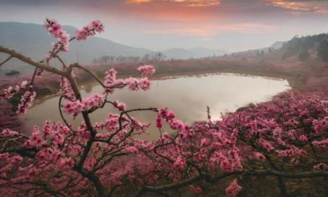 粉霞铺就龙泉路，桃花映红幸福年