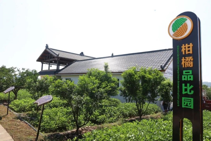 柑橘品比园。翠屏区融媒体中心供图