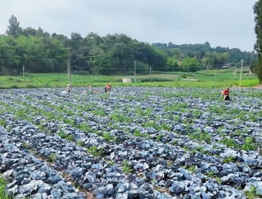 村民正采收紫甘蓝。简阳市融媒体中心供图