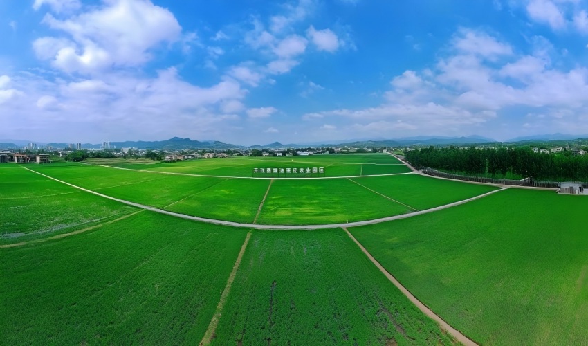数智赋能稳夏管科技兴农固粮安(图1)
