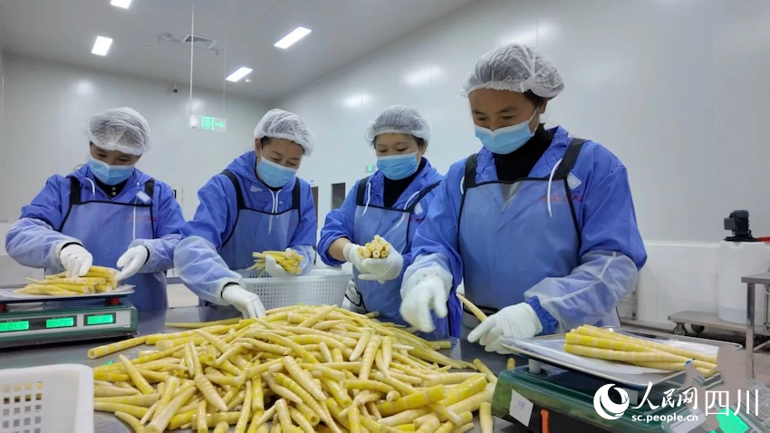 在荥经县，一筐筐新鲜竹笋经过清洗、腌制、封装，变身调味笋走向市场。雅安市融媒体中心供图